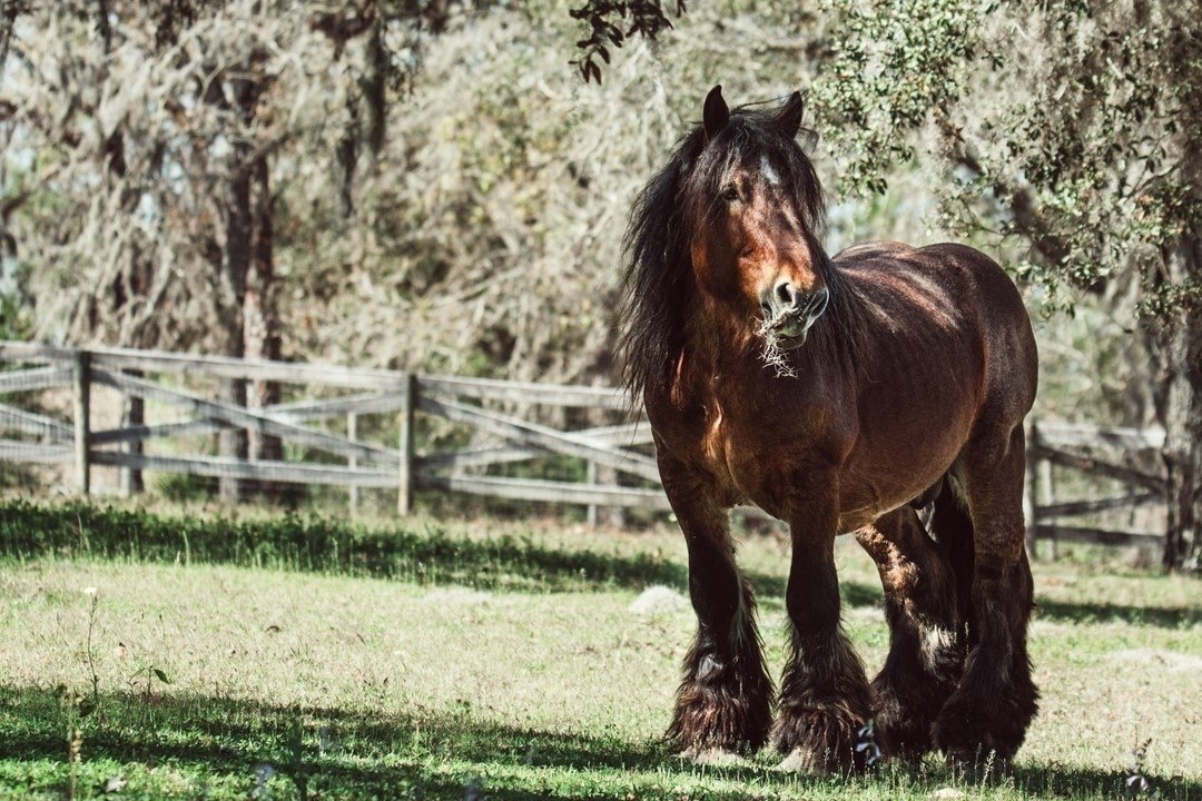 Ardennes Horse cost